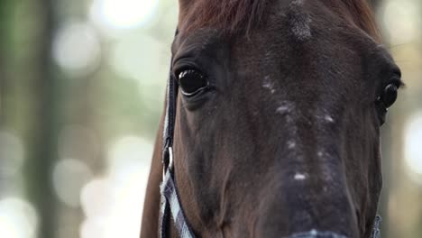 brown horse eyes close up slow motion