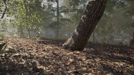 sunlit forest path