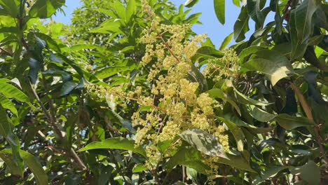 close-up of mango tree flowering in the garden, a bunch of mango flower blossoms on tree branch