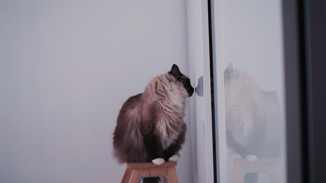 beautiful ragdoll cat looking at reflection, turning head to the camera in bright interior, posing for the camera, cute cat with blue eyes in slowmotion, purebred