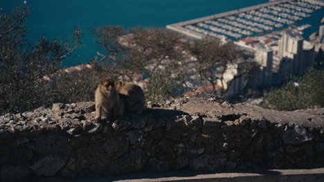 gibraltar apes rest on the wall