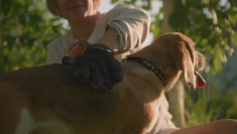 primer plano de un amante de mascotas usando un guante de aseo para frotar la espalda del perro cariñosamente hasta la cola mientras la piel vuela alrededor, con el amante de las mascotas sonriendo cálidamente, fondo borroso con vegetación exuberante y edificios