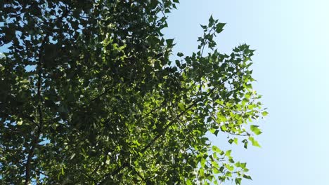 Sun-shine-through-the-tree-green-leaves-slow-motion