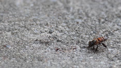 una abeja moviéndose en una superficie áspera