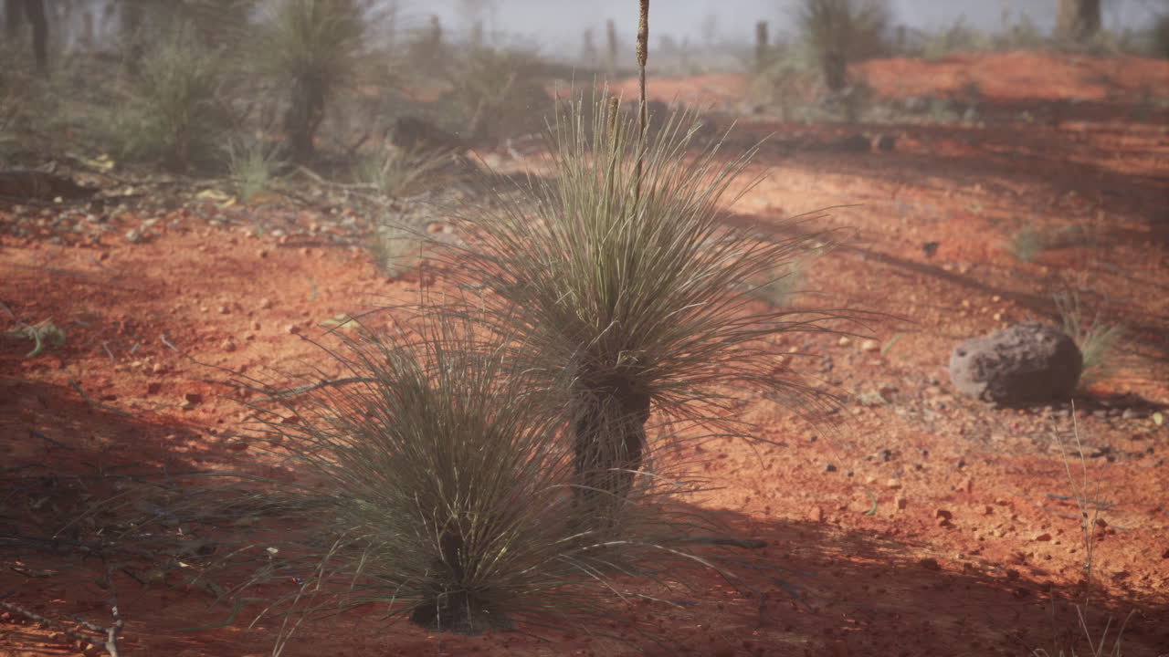 에서 자라는 작은 식물