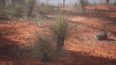 small plant growing in dirt field