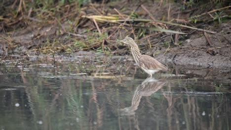 Indischer-Teichreiher-Angelt-Im-Teich