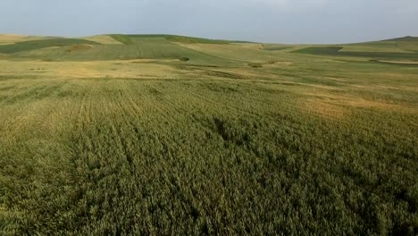 AERIAL:-Green-fields-in-Morocco