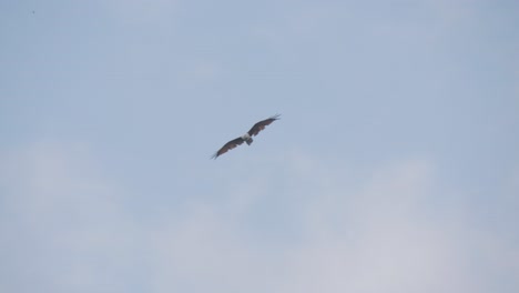 Cometa-Brahminy-En-Vuelo-Con-El-Cielo-Azul-Y-Las-Nubes-En-El-Fondo---Tiro-De-Seguimiento