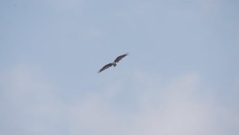 pájaro cometa brahminy en vuelo con el cielo azul y las nubes en el fondo - disparo de seguimiento