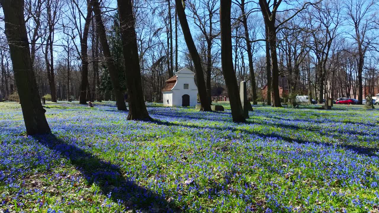 Early spring snowdrops cover cemetery ground in Lielie Kapi, Riga’s Brasas area