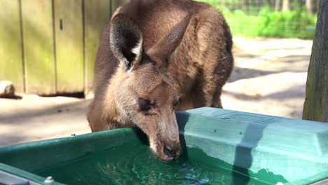 かわいいのどが渇いたカンガルーやワラルーが、日中の野生生物保護区のバケツから水を飲む様子、オーストラリアの土着の動物種の接写