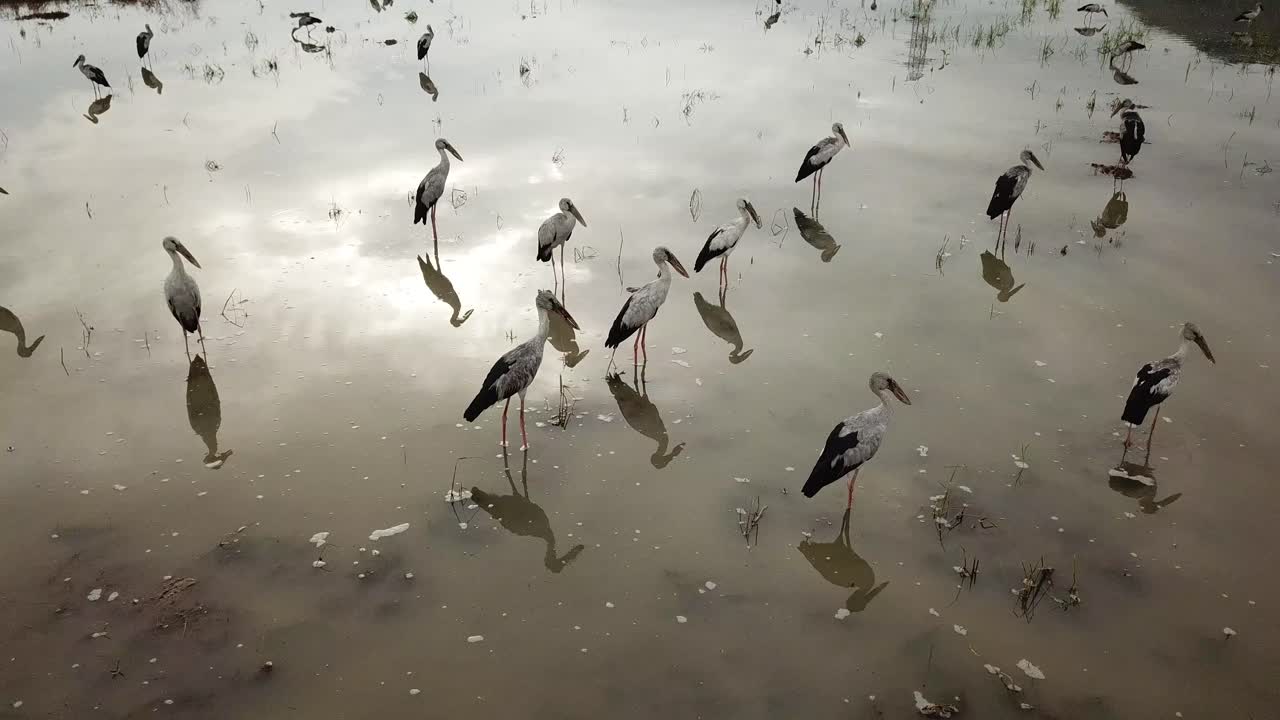 caminata asiática de boca abierta en un campo de arroz inundado.