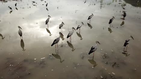 Asiatischer-Openbill-Spaziergang-In-überflutetem-Reisfeld.