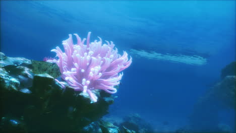 an underwater view of a coral reef with a boat in the background