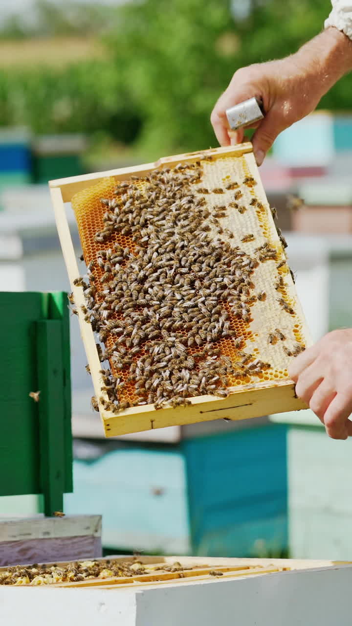 Beekeeper is working with bees and beehives on the apiary. Bees on honeycomb. Frames of a bee hive. Beekeeping. Honey. Vertical video