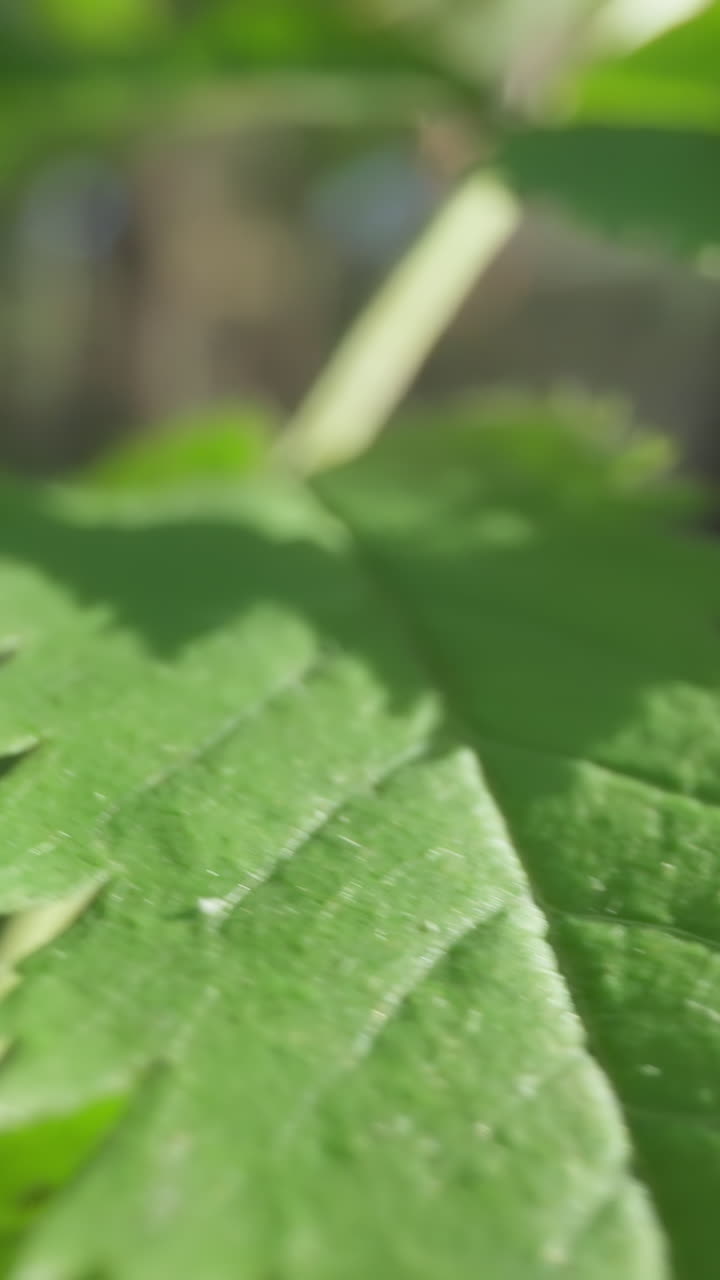 macro toma de hoja verde fresca con bordes dentados de sierra en un entorno forestal borroso, destacando la textura detallada