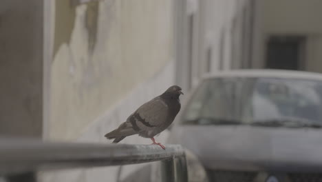 pigeon in a random street in lisboa portugal log