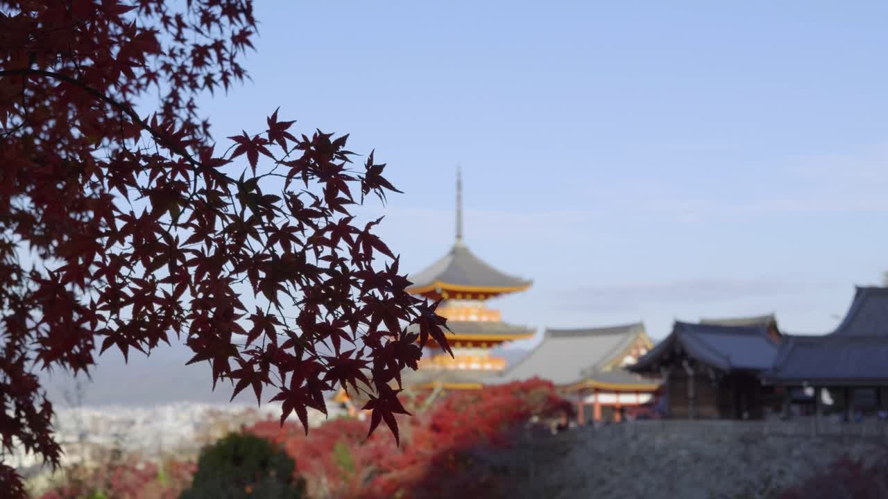 Stunning slow motion silhouette shot over maple leaf silhouettes against Kiyomizudera temple
