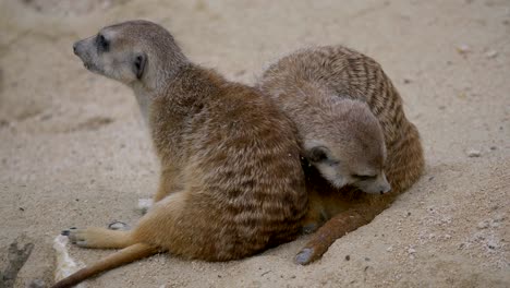 two african meerkats resting in sandy desert during hot summer day,close up