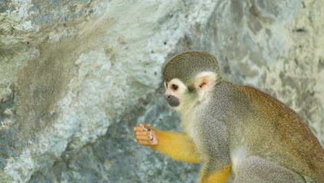 squirrel monkey eating nut by rock in ecuador - tracking animal