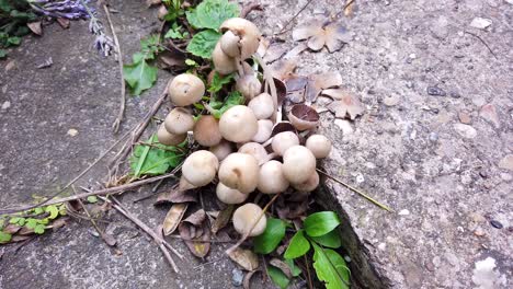 after heavy rain fungi is growing through a crack in a driveway in the england