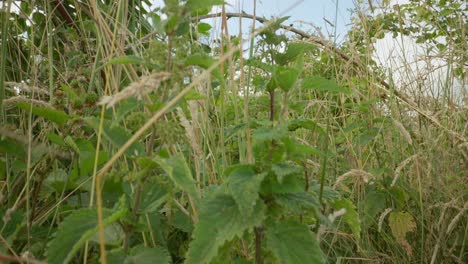 macro detail of nettle leaves in natural setting establishing natural insect detailed life feeding and crawling
