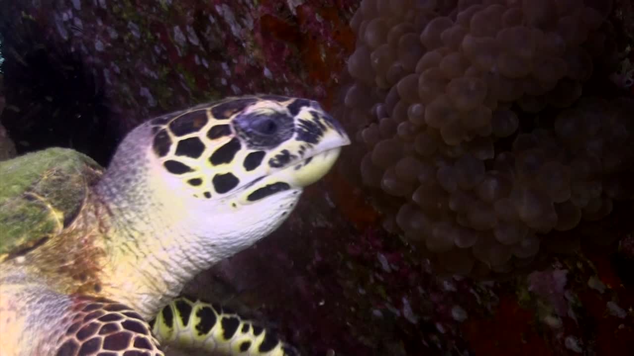 Hawksbill turtle eating