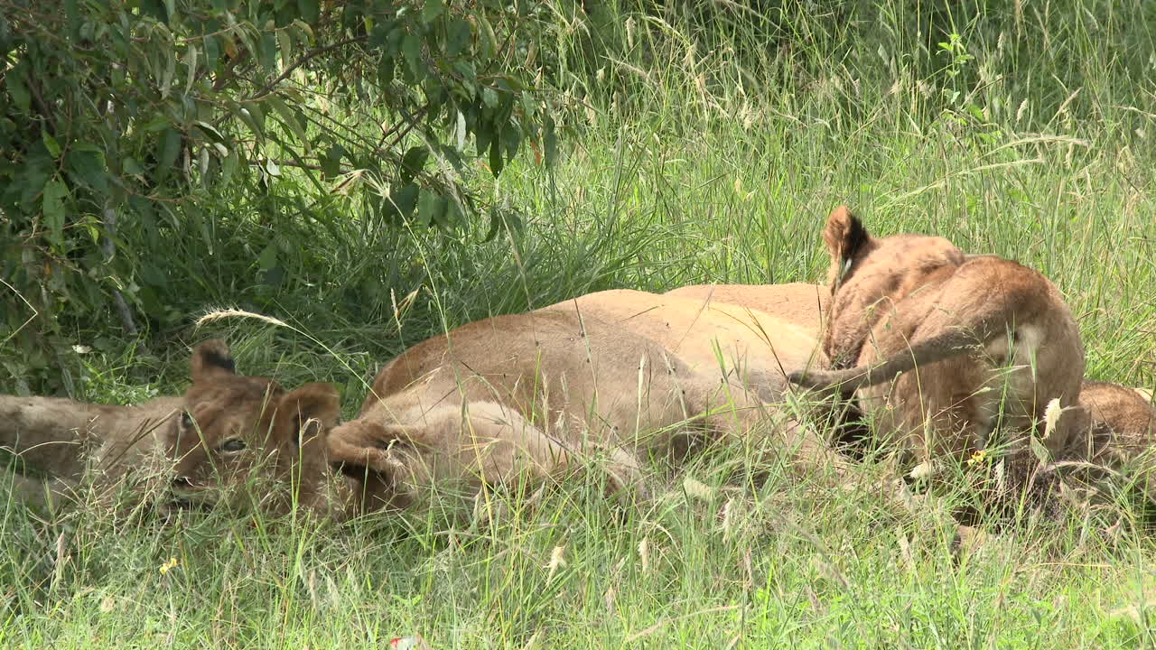 leeuwenwelpen spelen en ontspannen samen met volle buik, maasai mara, kenia