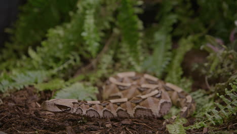 full shot of gaboon viper in forest ecosystem