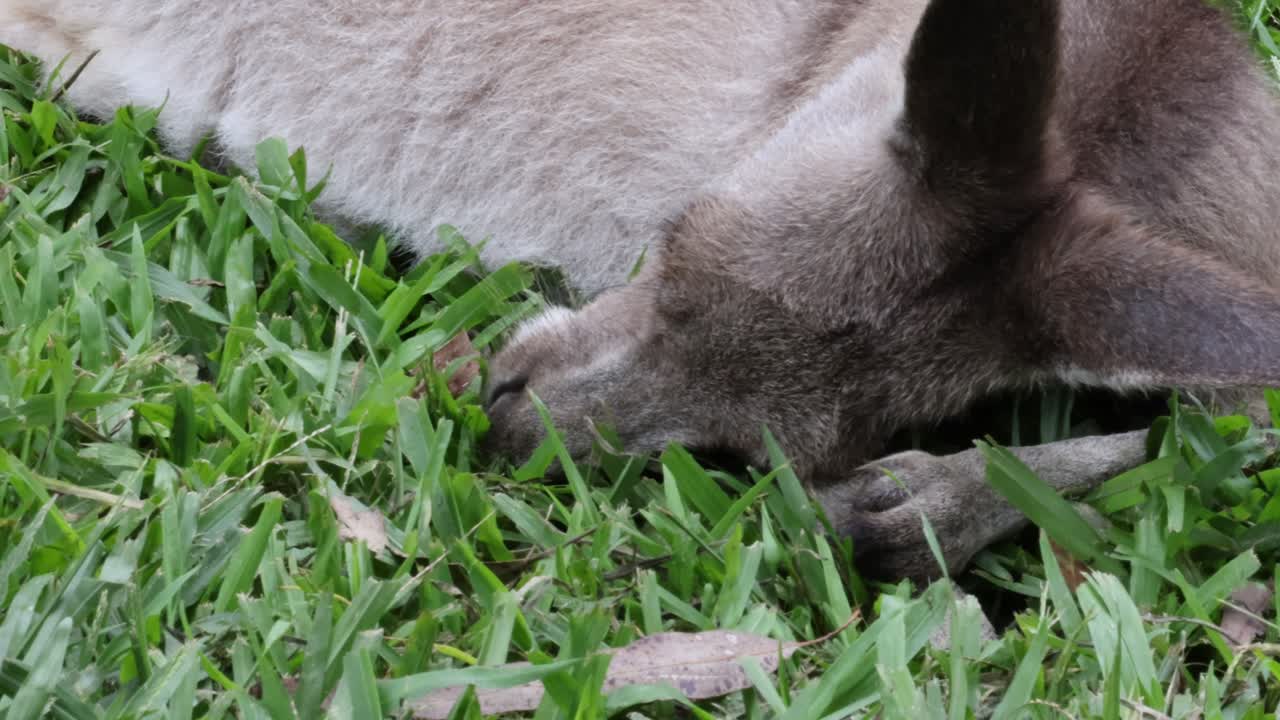 Kangaroo eating grass in a serene setting