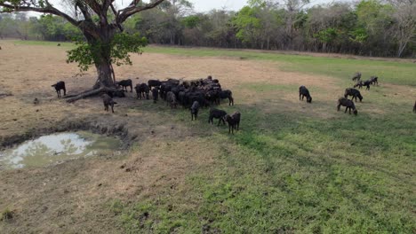 herd of water buffalo grazing in a green field, aerial backward move
