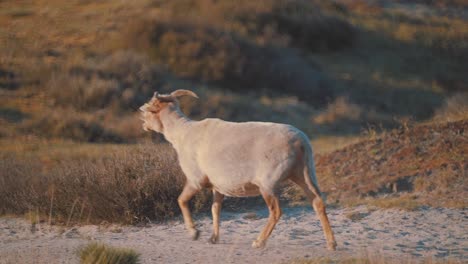 cabra con cuernos deambula por el paisaje rural y balidos, tiro a cámara lenta