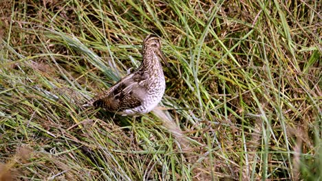 Close-Up-Shot-Of-African-Common-Snipe-In-Wild-Nature-,-Unique-Species-Of-Birds