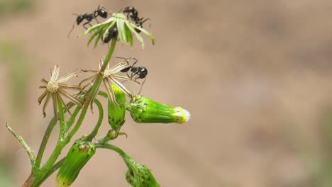 ants gathering seeds from a dandelion in the garden, close-up, slowmo