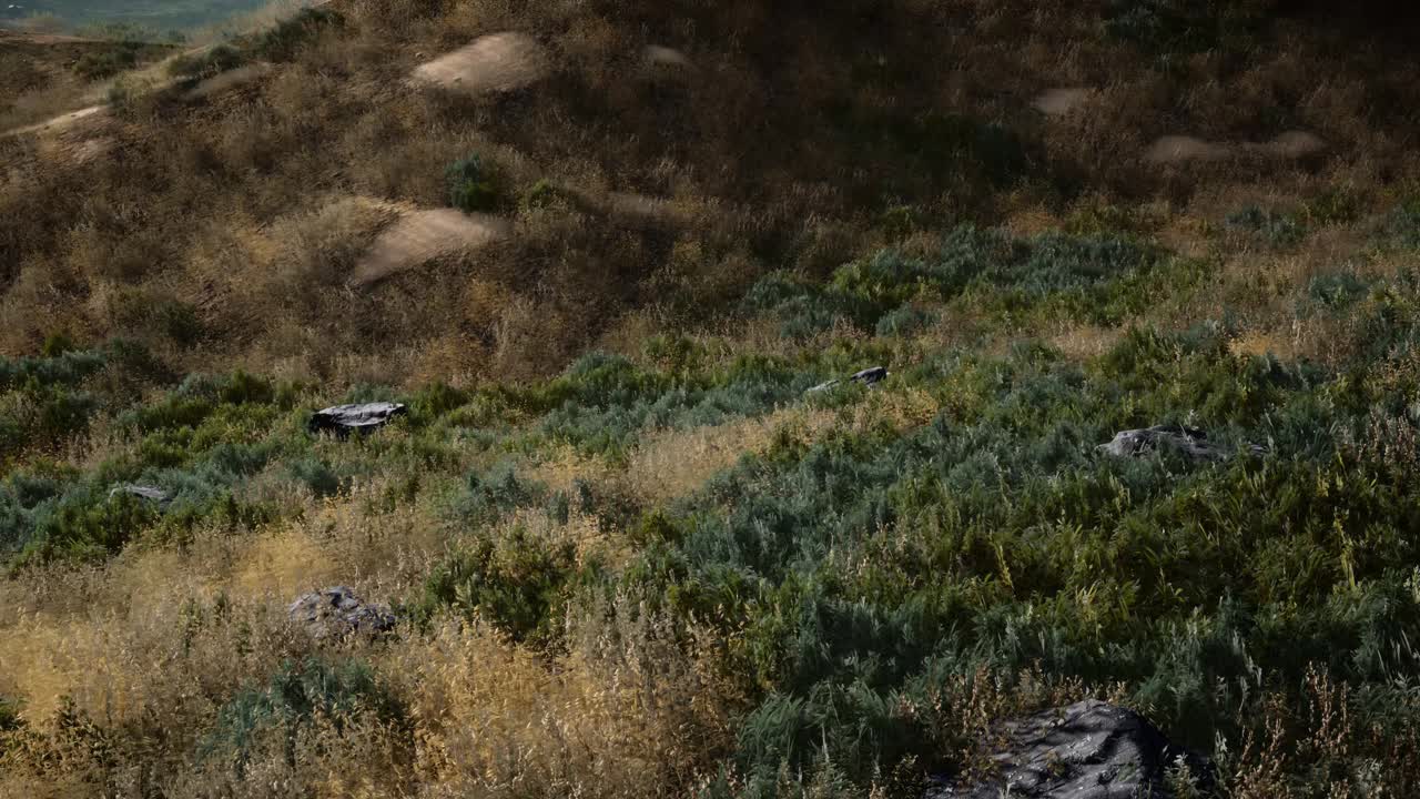 ⁇ 나무 를 가로지르는 해 가 지는 광선