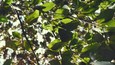 hojas con fuerte viento, ramas verdes moviéndose nerviosamente en el viento