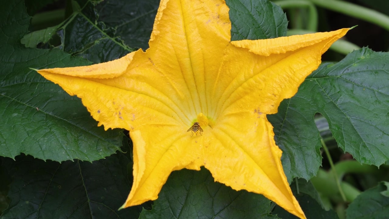 Un sirfide che visita un fiore di zucchina giallo brillante. Autunno. Regno Unito