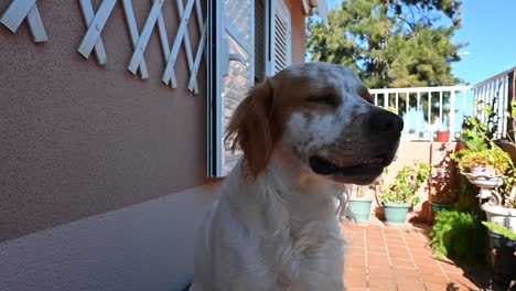 Perro-Spaniel-Bretón-Blanco-Y-Marrón