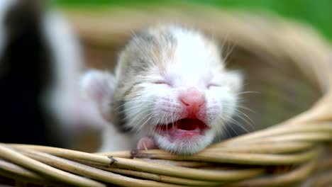 tiny kittens in a basket