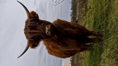 woolly reddish brown highland cow looks straight into the camera, vertical footage