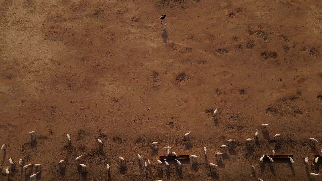 toma aérea ascendente de una manada de oryx blancos bebiendo y un solo avestruz parado solo