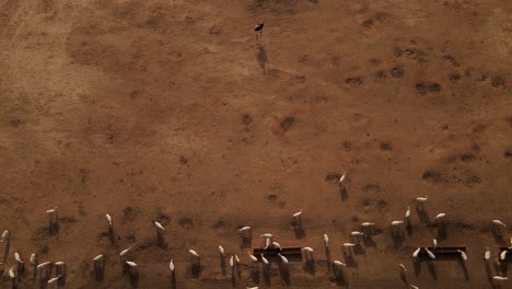 toma aérea ascendente de una manada de oryx blancos bebiendo y un solo avestruz parado solo