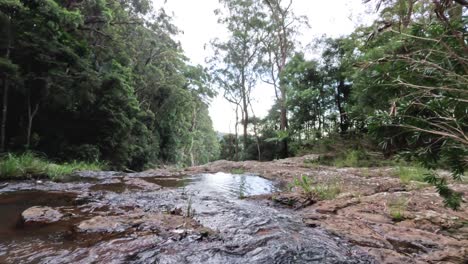 un arroyo sereno que fluye a través de un bosque