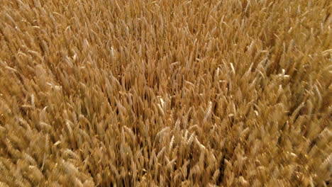 barley crops, swathes of fresh barley growing in the fields of poland northern europe