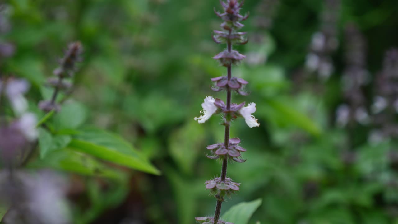 bokeh 배경에 대해 바질 꽃 스파이크 주위에 꿀벌을 비행