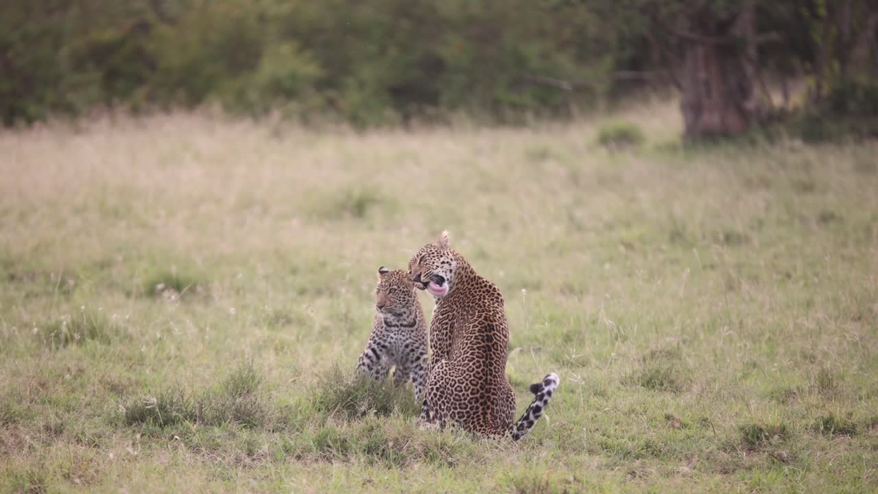 pair of leopards playing in the grass on safari on the Masai Mara Reserve in Kenya Africa