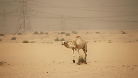 camello en el desierto