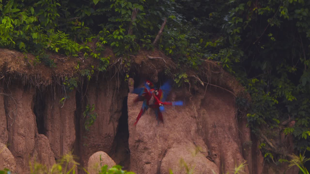 las arañas escarlata que se empujan en el lick de arcilla de chuncho son incapaces de estabilizarse y despegar