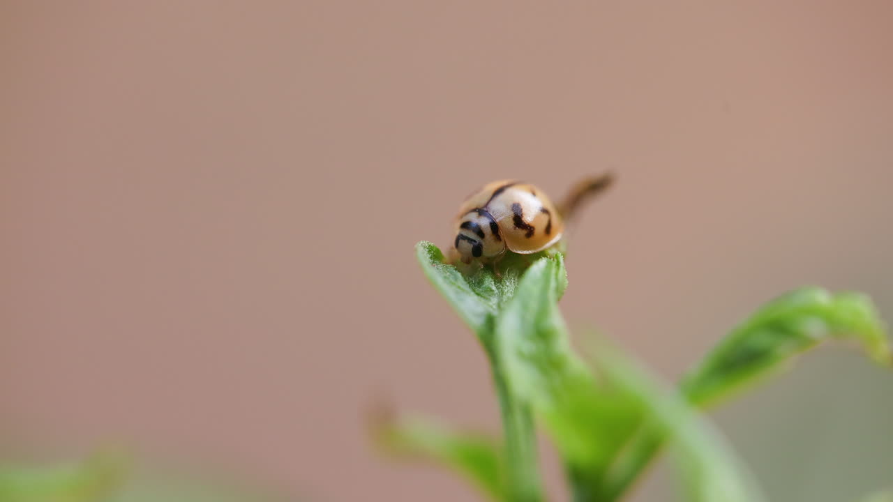 Coccinella appena emersa che si crogiola su una foglia per asciugarsi; preparazione al primo volo dopo l'emersione